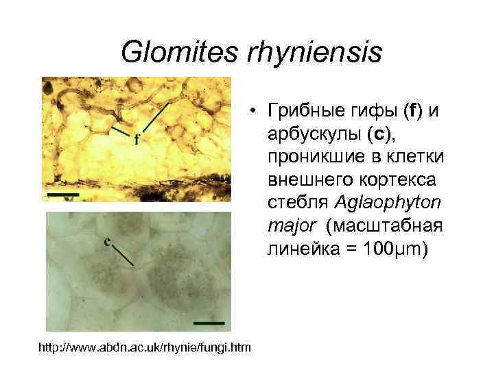 Glomites rhyniensis • Грибные гифы (f) и арбускулы (c), проникшие в клетки внешнего кортекса