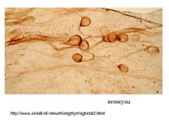 везикулы http: //www. xs 4 all. nl/~steurh/engrhyn/eglomit 2. html 
