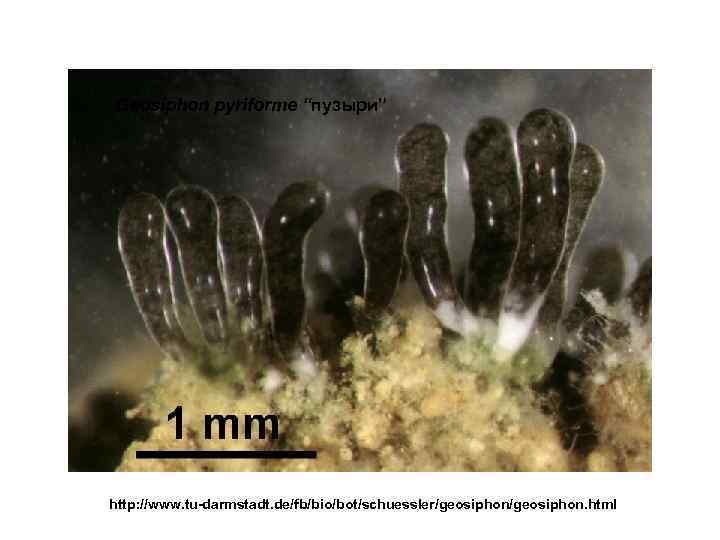 Geosiphon pyriforme “пузыри” http: //www. tu-darmstadt. de/fb/bio/bot/schuessler/geosiphon. html 