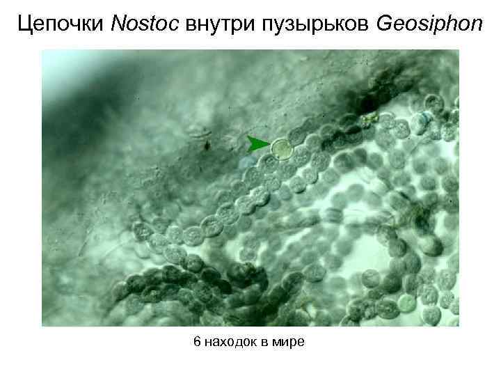 Цепочки Nostoc внутри пузырьков Geosiphon 6 находок в мире 