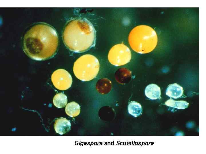 Gigaspora and Scutellospora 