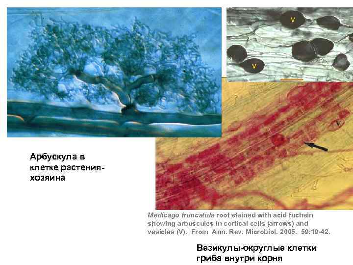 Арбускула в клетке растенияхозяина Medicago truncatula root stained with acid fuchsin showing arbuscules in