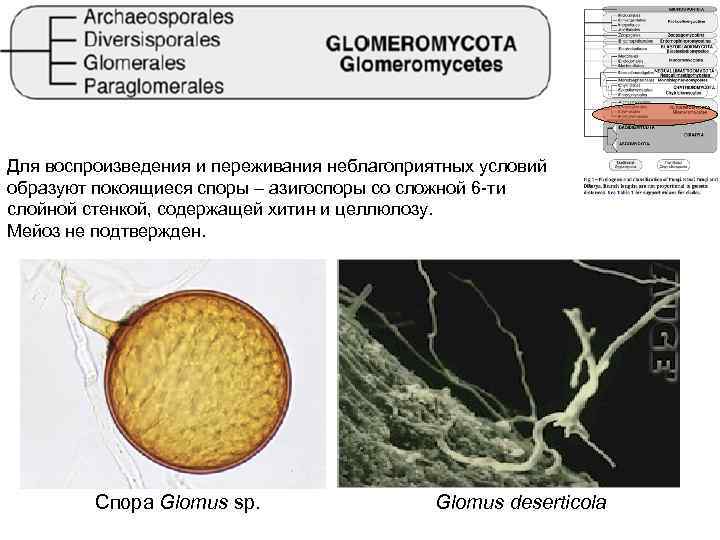 Для воспроизведения и переживания неблагоприятных условий образуют покоящиеся споры – азигоспоры со сложной 6