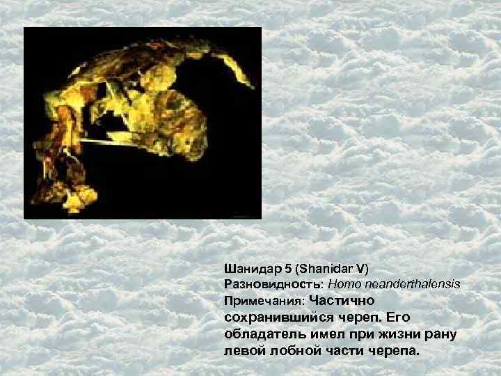 Шанидар 5 (Shanidar V) Разновидность: Homo neanderthalensis Примечания: Частично сохранившийся череп. Его обладатель имел