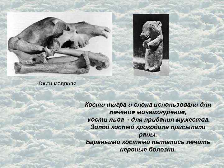 Кости медведя Кости тигра и слона использовали для лечения мочеизнурения, кости льва - для