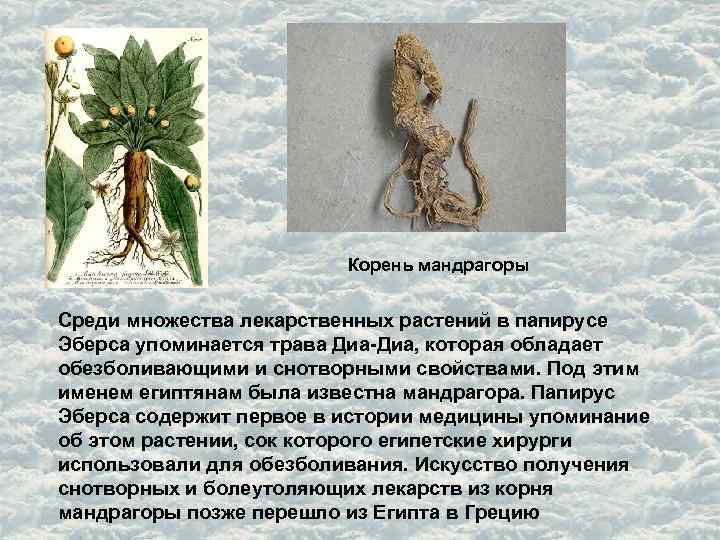 Корень мандрагоры Среди множества лекарственных растений в папирусе Эберса упоминается трава Диа-Диа, которая обладает
