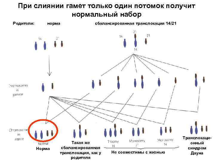 При слиянии гамет только один потомок получит нормальный набор Родители: норма Норма сбалансированная транслокация