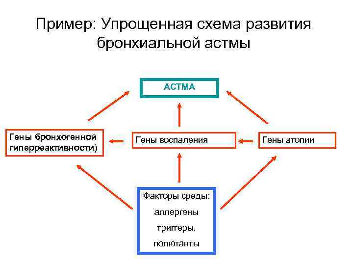 Пример: Упрощенная схема развития бронхиальной астмы АСТМА Гены бронхогенной гиперреактивности) Гены воспаления Факторы среды: