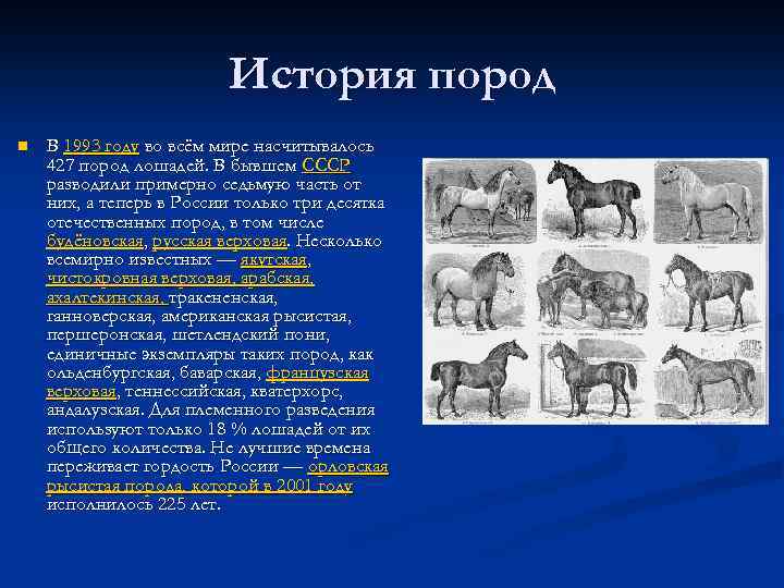 История пород n В 1993 году во всём мире насчитывалось 427 пород лошадей. В