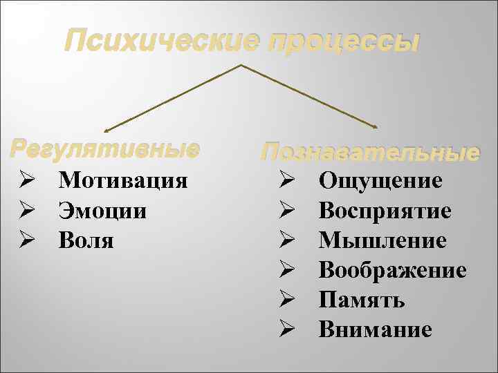 Психические процессы Регулятивные Ø Мотивация Ø Эмоции Ø Воля Познавательные Ø Ощущение Ø Восприятие