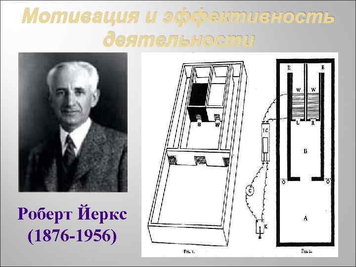 Мотивация и эффективность деятельности Роберт Йеркс (1876 -1956) 