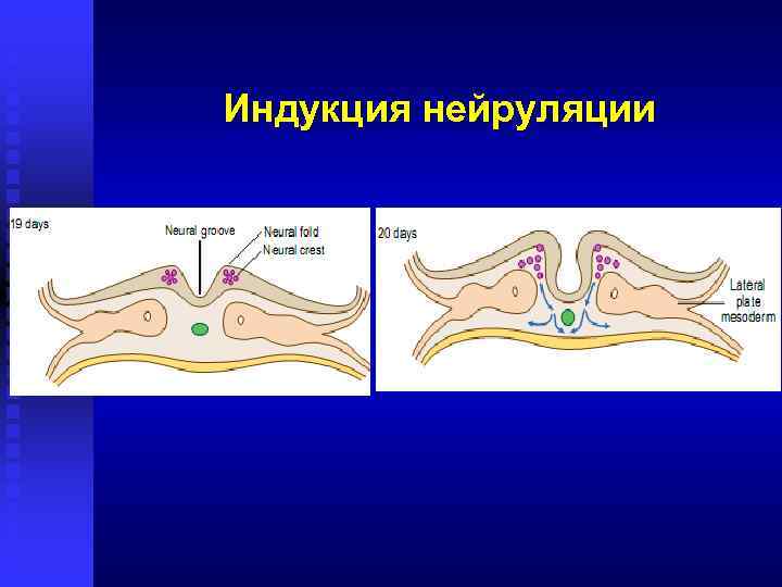 Индукция нейруляции 