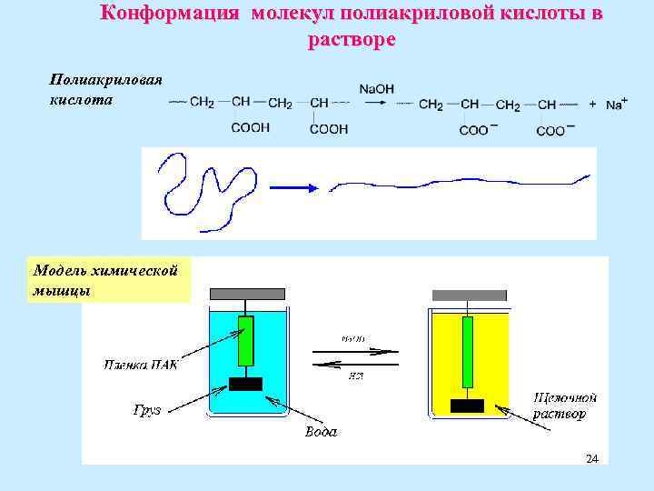 Конформация молекул полиакриловой кислоты в растворе Полиакриловая кислота Модель химической мышцы 24 