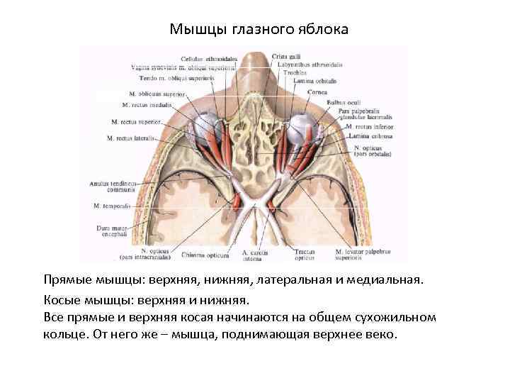 Мышцы глазного яблока Прямые мышцы: верхняя, нижняя, латеральная и медиальная. Косые мышцы: верхняя и