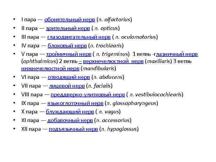  • • • I пара — обонятельный нерв (n. olfactorius) II пара —