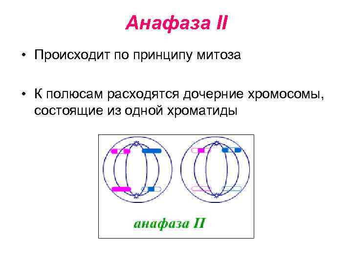 Анафаза II • Происходит по принципу митоза • К полюсам расходятся дочерние хромосомы, состоящие