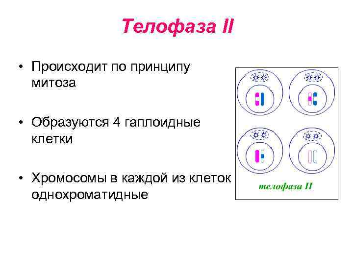 Телофаза II • Происходит по принципу митоза • Образуются 4 гаплоидные клетки • Хромосомы