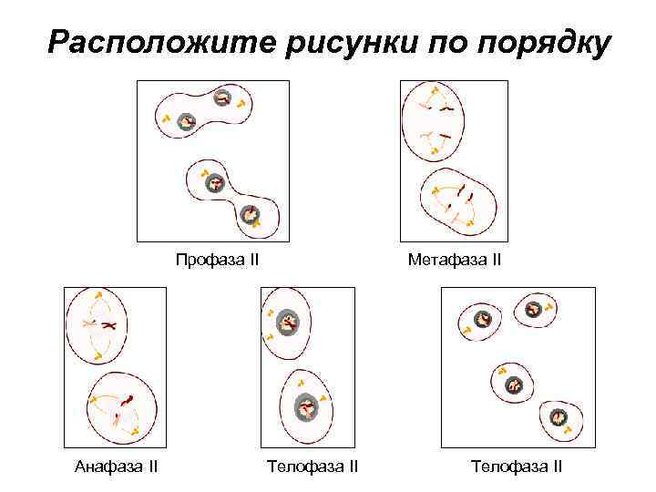 Расположите рисунки по порядку Профаза II Анафаза II Метафаза II Телофаза II 