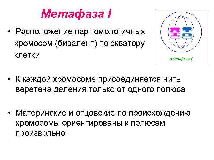 Метафаза I • Расположение пар гомологичных хромосом (бивалент) по экватору клетки • К каждой