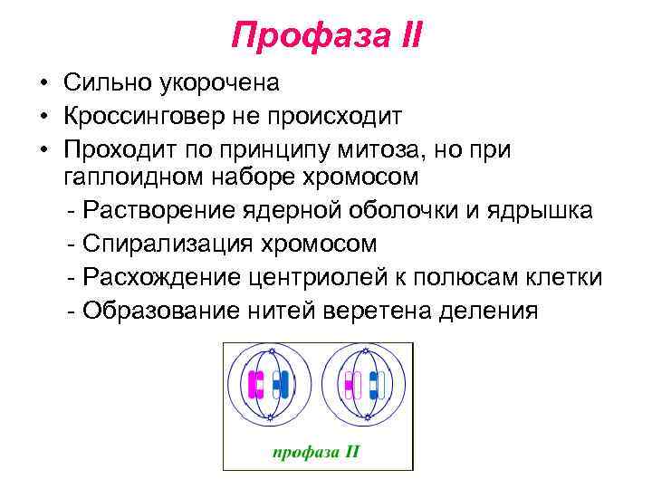 Профаза II • Сильно укорочена • Кроссинговер не происходит • Проходит по принципу митоза,