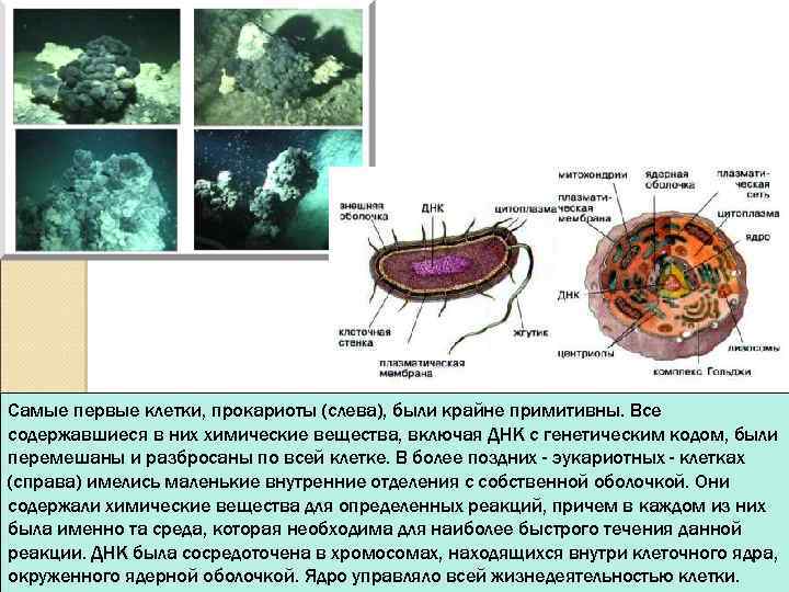 Самые первые клетки, прокариоты (слева), были крайне примитивны. Все содержавшиеся в них химические вещества,