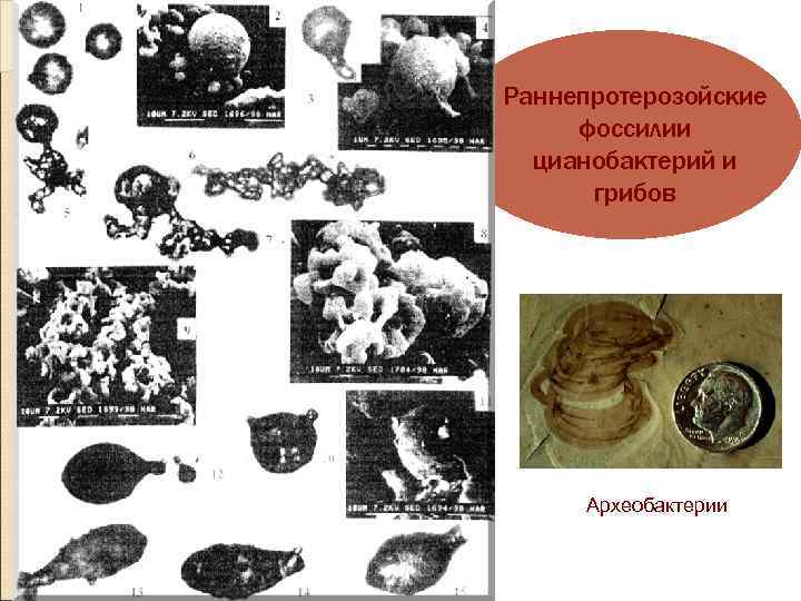 Раннепротерозойские фоссилии цианобактерий и грибов Археобактерии 