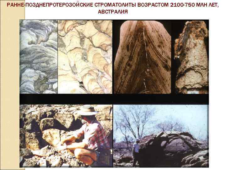 РАННЕ-ПОЗДНЕПРОТЕРОЗОЙСКИЕ СТРОМАТОЛИТЫ ВОЗРАСТОМ 2100 -750 МЛН ЛЕТ, АВСТРАЛИЯ 
