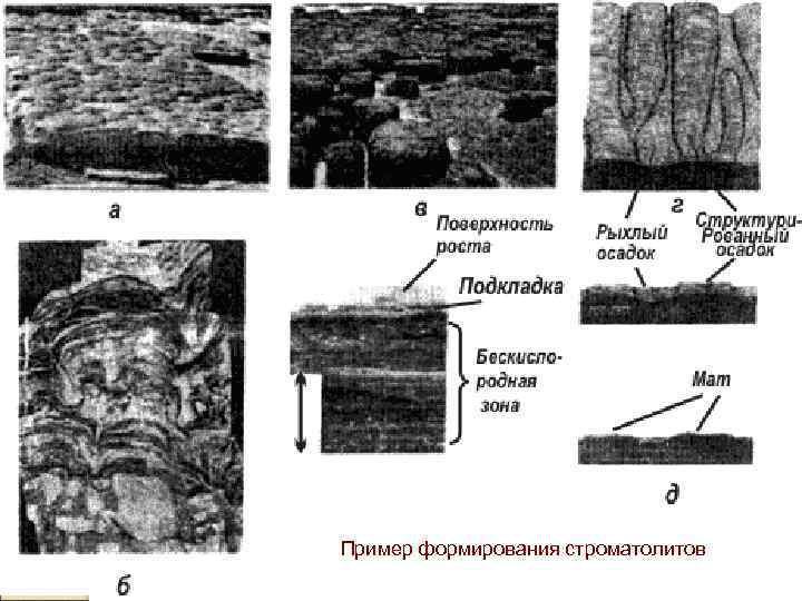Пример формирования строматолитов 