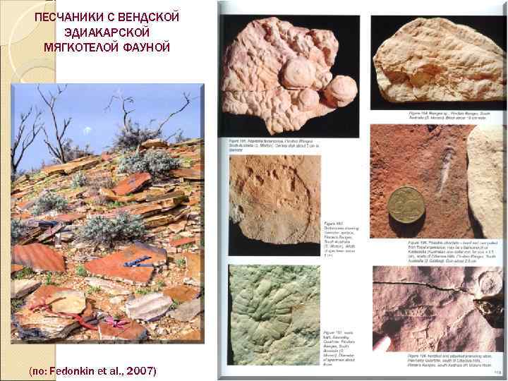 ПЕСЧАНИКИ С ВЕНДСКОЙ ЭДИАКАРСКОЙ МЯГКОТЕЛОЙ ФАУНОЙ (по: Fedonkin et al. , 2007) 