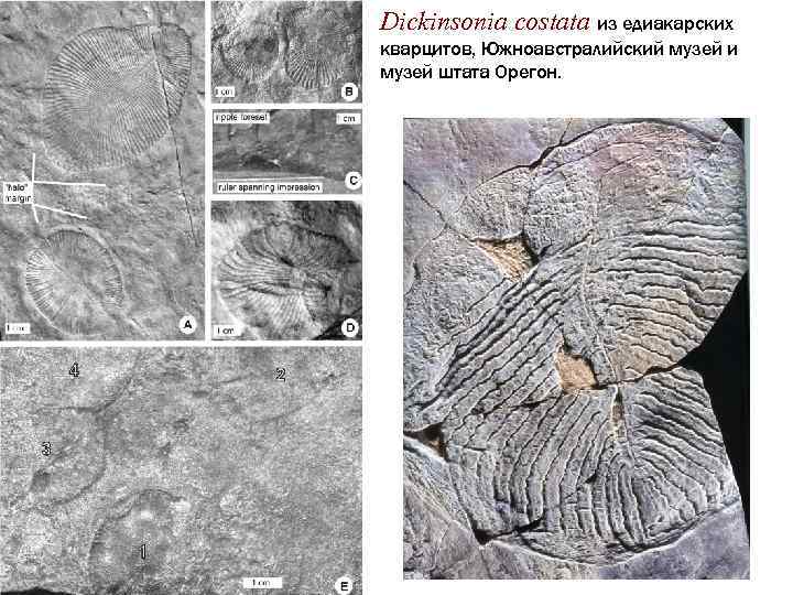 Dickinsonia costata из едиакарских кварцитов, Южноавстралийский музей и музей штата Орегон. 