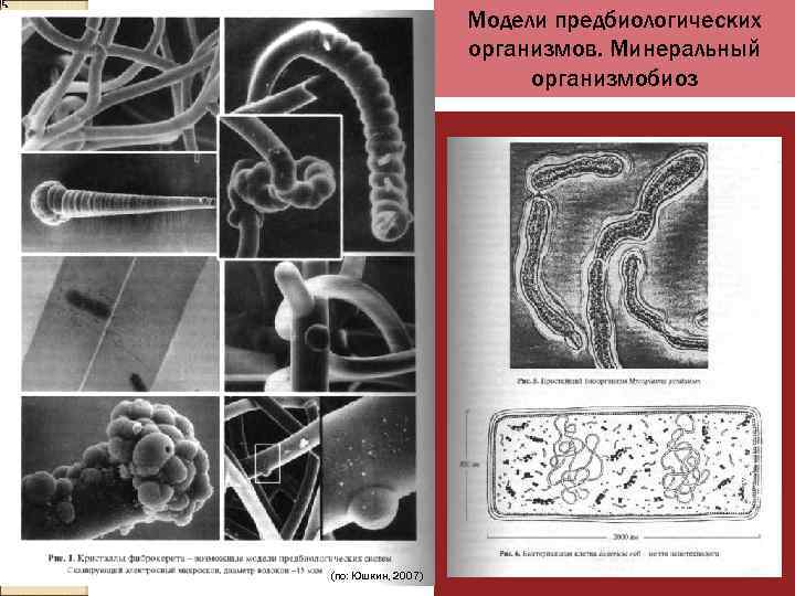 Модели предбиологических организмов. Минеральный организмобиоз (по: Юшкин, 2007) 