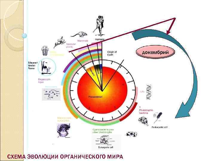 докембрий СХЕМА ЭВОЛЮЦИИ ОРГАНИЧЕСКОГО МИРА 