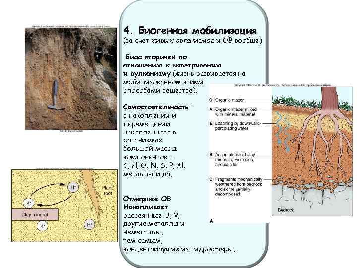 4. Биогенная мобилизация (за счет живых организмов и ОВ вообще) Биос вторичен по отношению