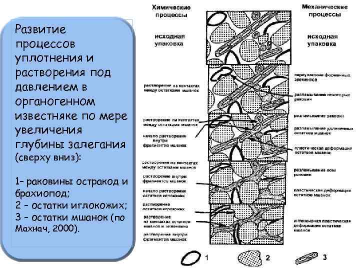 Развитие процессов уплотнения и растворения под давлением в органогенном известняке по мере увеличения глубины