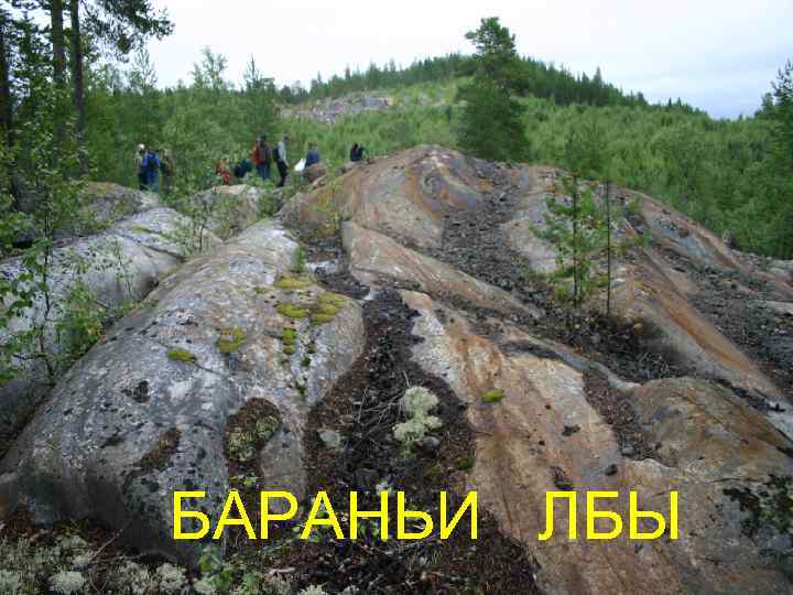 БАРАНЬИ ЛБЫ 