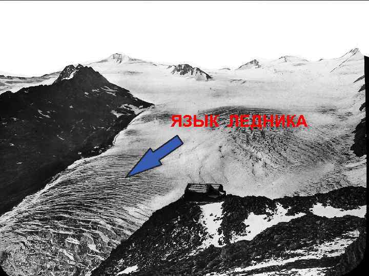 ЯЗЫК ЛЕДНИКА 