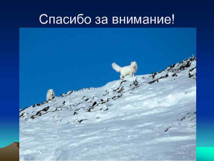 Спасибо за внимание! КОНЕЦ! 