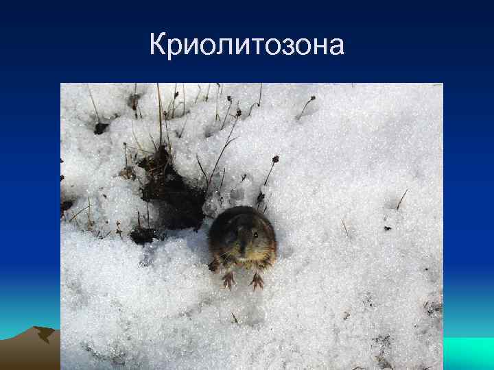 Криолитозона 