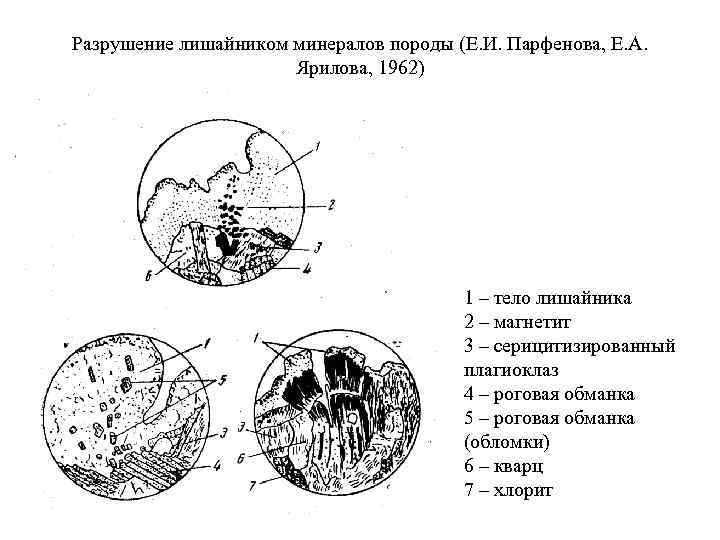 Разрушение лишайником минералов породы (Е. И. Парфенова, Е. А. Ярилова, 1962) 1 – тело