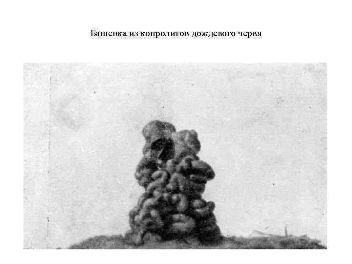 Башенка из копролитов дождевого червя 