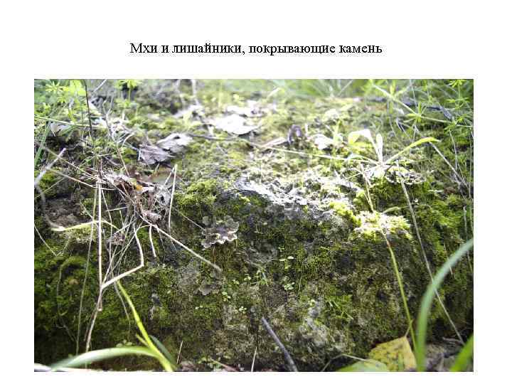 Мхи и лишайники, покрывающие камень 