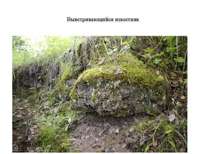 Выветривающийся известняк 