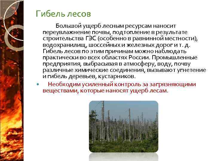 Гибель лесов Большой ущерб лесным ресурсам наносит переувлажнение почвы, подтопление в результате строительства ГЭС