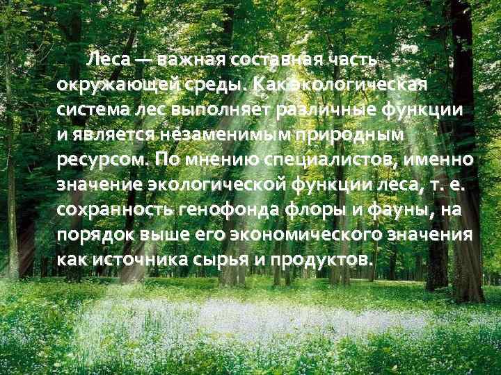 Леса — важная составная часть окружающей среды. Как экологическая система лес выполняет различные функции