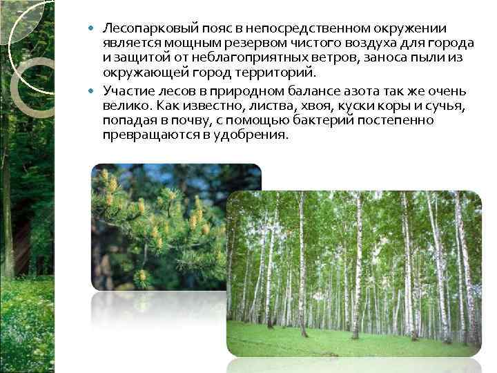 Реферат: Защита леса
