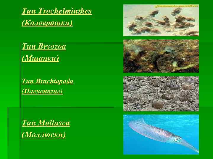Тип Trochelminthes (Коловратки) Тип Bryozoa (Мшанки) Тип Brachiopoda (Плеченогие) Тип Mollusca (Моллюски) 