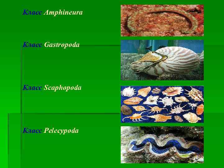 Класс Amphineura Класс Gastropoda Класс Scaphopoda Класс Pelecypoda 