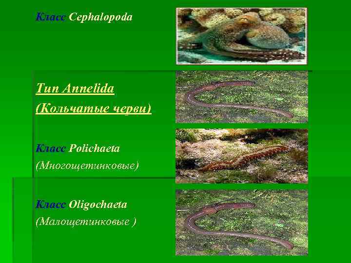 Класс Cephalopoda Тип Annelida (Кольчатые черви) Класс Polichaeta (Многощетинковые) Класс Oligochaeta (Малощетинковые ) 