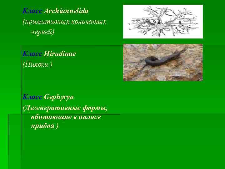 Класс Archiannelida (примитивных кольчатых червей) Класс Hirudinae (Пиявки ) Класс Gephyrya (Дегенеративные формы, обитающие