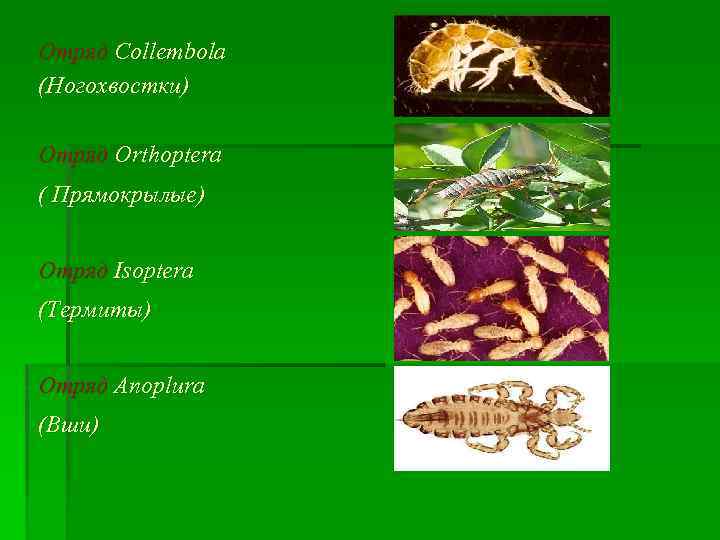 Отряд Collembola (Ногохвостки) Отряд Orthoptera ( Прямокрылые) Отряд Isoptera (Термиты) Отряд Anoplura (Вши) 